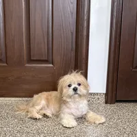Henry, a male Lhasa Apso for sale in Nappanee, IN – Photo 3 of 9