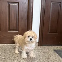 Henry, a male Lhasa Apso for sale in Nappanee, IN – Photo 5 of 9