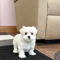 Sugar, a female Maltese for sale in Nappanee, IN – Photo 5 of 8