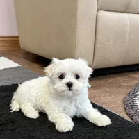 Sugar, a female Maltese for sale in Nappanee, IN – Photo 8 of 8