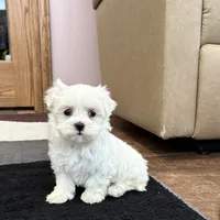 Sugar, a female Maltese for sale in Nappanee, IN – Photo 3 of 8