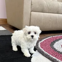 Sugar, a female Maltese for sale in Nappanee, IN – Photo 2 of 8