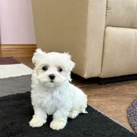 Sugar, a female Maltese for sale in Nappanee, IN – Photo 7 of 8