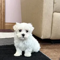 Sugar, a female Maltese for sale in Nappanee, IN – Photo 4 of 8
