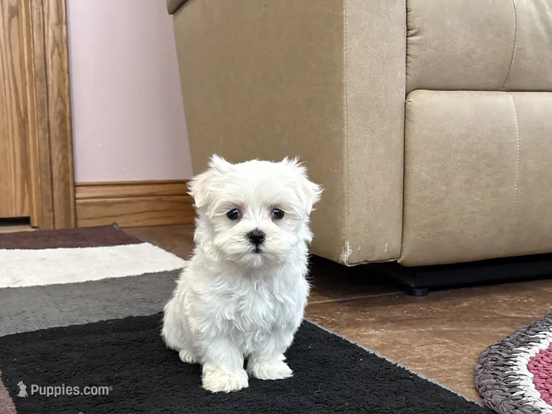 Sugar – Maltese puppy for sale in Nappanee, IN