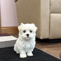 Sugar, a female Maltese for sale in Nappanee, IN – Photo 1 of 8