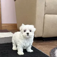 Sugar, a female Maltese for sale in Nappanee, IN – Photo 6 of 8