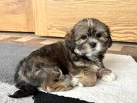 Ken, a male Lhasa Apso for sale in Nappanee, IN – Photo 3 of 9