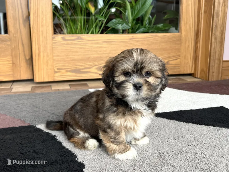 Ken – Lhasa Apso puppy for sale in Nappanee, IN