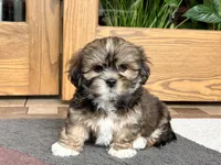 Ken, a male Lhasa Apso for sale in Nappanee, IN – Photo 7 of 9