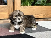 Ken, a male Lhasa Apso for sale in Nappanee, IN – Photo 9 of 9