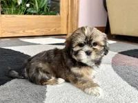 Ken, a male Lhasa Apso for sale in Nappanee, IN – Photo 2 of 9