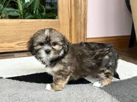 Ken, a male Lhasa Apso for sale in Nappanee, IN – Photo 4 of 9