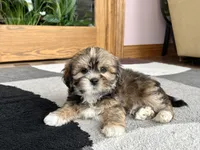 Ken, a male Lhasa Apso for sale in Nappanee, IN – Photo 6 of 9