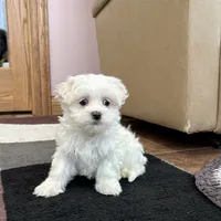 Timmy, a male Maltese for sale in Nappanee, IN – Photo 6 of 8