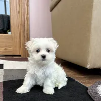 Timmy, a male Maltese for sale in Nappanee, IN – Photo 1 of 8