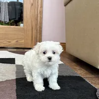 Timmy, a male Maltese for sale in Nappanee, IN – Photo 8 of 8