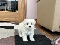 processed/d1a181ef-18c0-4932-8e08-0c0391f04f89/listing/b3149b87-ae68-4e89-8b86-d44c70def809/29809aea-1364-44b8-ae69-418cf203e556