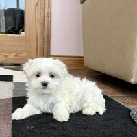 Timmy, a male Maltese for sale in Nappanee, IN – Photo 5 of 8