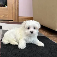 Timmy, a male Maltese for sale in Nappanee, IN – Photo 7 of 8