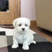 Timmy, a male Maltese for sale in Nappanee, IN – Photo 2 of 8