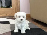 processed/d1a181ef-18c0-4932-8e08-0c0391f04f89/listing/b3149b87-ae68-4e89-8b86-d44c70def809/d74257ca-4754-48ca-ac9c-1507fe08404c