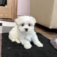 Timmy, a male Maltese for sale in Nappanee, IN – Photo 3 of 8