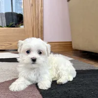 Timmy, a male Maltese for sale in Nappanee, IN – Photo 4 of 8