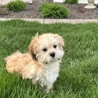 Glenna, a female Lhasa Apso for sale in Nappanee, IN – Photo 3 of 10
