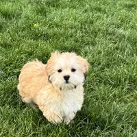Glenna, a female Lhasa Apso for sale in Nappanee, IN – Photo 1 of 10