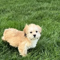 Glenna, a female Lhasa Apso for sale in Nappanee, IN – Photo 9 of 10