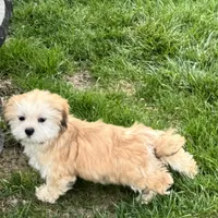 Glenna, a female Lhasa Apso for sale in Nappanee, IN – Photo 5 of 10