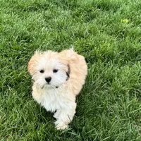 Glenna, a female Lhasa Apso for sale in Nappanee, IN – Photo 10 of 10