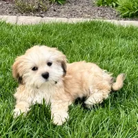 Glenna, a female Lhasa Apso for sale in Nappanee, IN – Photo 7 of 10