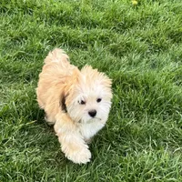 Glenna, a female Lhasa Apso for sale in Nappanee, IN – Photo 4 of 10
