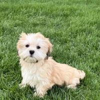 Glenna, a female Lhasa Apso for sale in Nappanee, IN – Photo 8 of 10