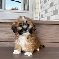 Terry, a male Lhasa Apso for sale in Nappanee, IN – Photo 3 of 7