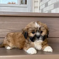 Terry, a male Lhasa Apso for sale in Nappanee, IN – Photo 2 of 7