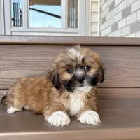 Terry, a male Lhasa Apso for sale in Nappanee, IN – Photo 6 of 7