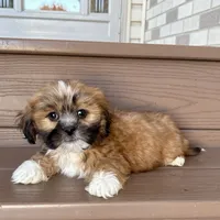 Terry, a male Lhasa Apso for sale in Nappanee, IN – Photo 5 of 7