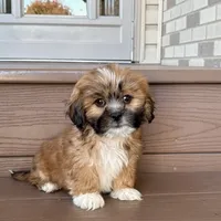 Terry, a male Lhasa Apso for sale in Nappanee, IN – Photo 7 of 7