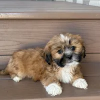 Terry, a male Lhasa Apso for sale in Nappanee, IN – Photo 1 of 7