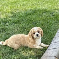 Sonya, a female Lhasa Apso for sale in Nappanee, IN – Photo 3 of 9