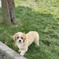 Sonya, a female Lhasa Apso for sale in Nappanee, IN – Photo 7 of 9