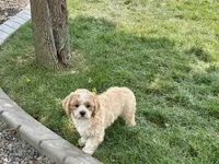 processed/d1a181ef-18c0-4932-8e08-0c0391f04f89/listing/c28be226-8c79-4797-8047-4ab6827921ec/77257585-fb3d-42e8-996e-442bfbb25c62