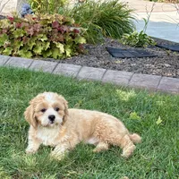 Sonya, a female Lhasa Apso for sale in Nappanee, IN – Photo 6 of 9