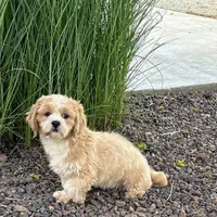 Sonya, a female Lhasa Apso for sale in Nappanee, IN – Photo 1 of 9