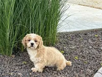 processed/d1a181ef-18c0-4932-8e08-0c0391f04f89/listing/c28be226-8c79-4797-8047-4ab6827921ec/9315c203-b909-4f82-a3de-0b6d30f3ded7