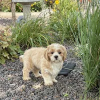 Sonya, a female Lhasa Apso for sale in Nappanee, IN – Photo 5 of 9