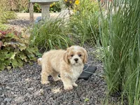 processed/d1a181ef-18c0-4932-8e08-0c0391f04f89/listing/c28be226-8c79-4797-8047-4ab6827921ec/b62fcdf1-4653-419a-bc4c-2a13f0b3756a